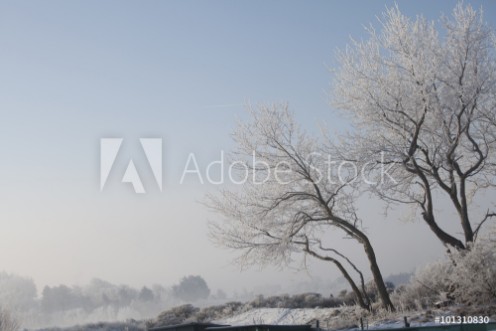 Picture of Bevroren bomen in duinlandschap